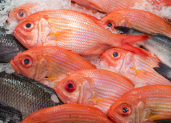 Fish and Game Scales